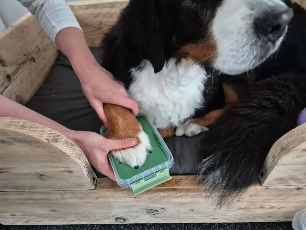 Pootafdruk in speciale afdrukklei van hondje als tastbare herinnering