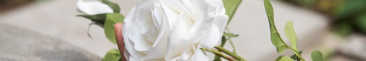 witte roos op begraafplaats herinneringsbloem rouwbloem