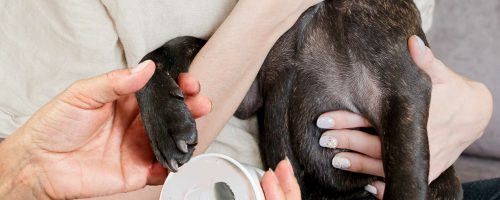 pootafdruk hond in alginaat